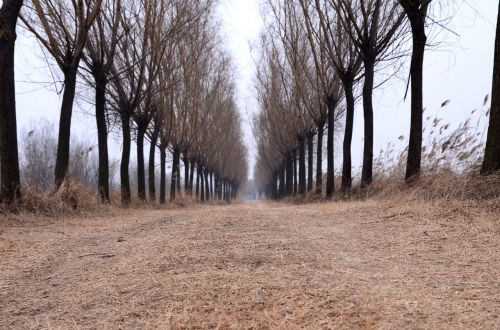 country road tree