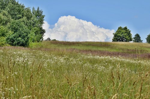 country  forest  meadow