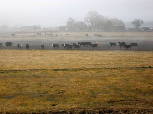 country rural cattle
