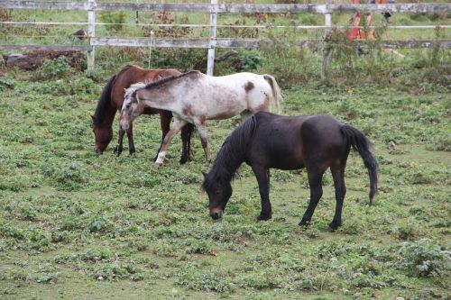 country horses new england farm