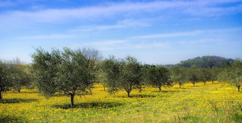 country spring olive trees