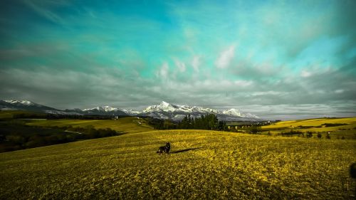 country dog fields