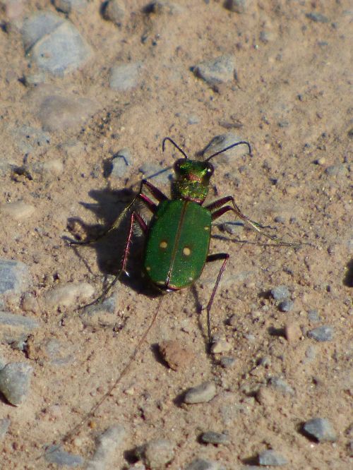 country cincidella cincidella campestris green beetle