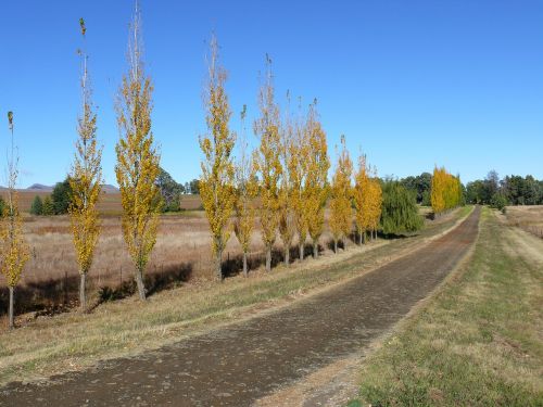 country road farm poplars