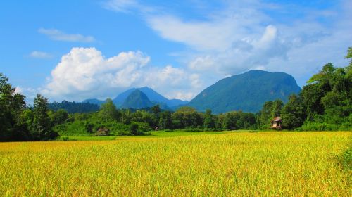 country side laos field