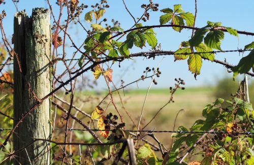 countryside fence post