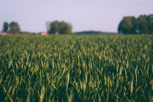 countryside crop cropland