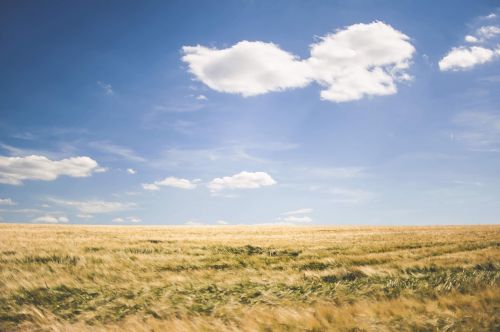 countryside farm field