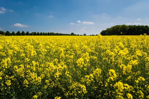 countryside farm field