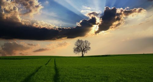 countryside tree landscape