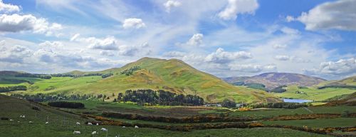 countryside scotland sheep
