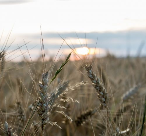 countryside wheat field
