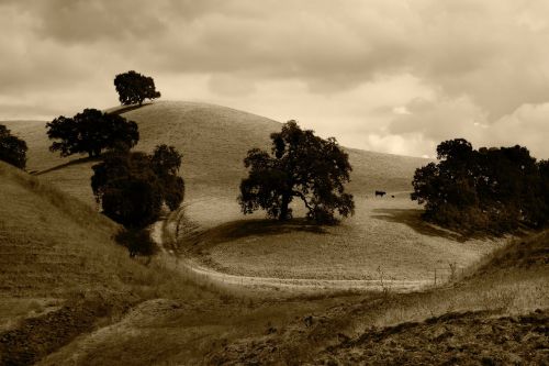 countryside trees field