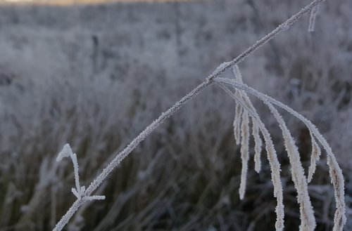 countryside  nature  frozen