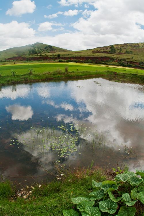 countryside rice field fish pond