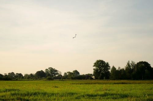 countryside farm meadow