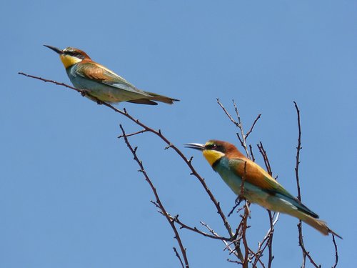 couple  bee-eater  abellarol