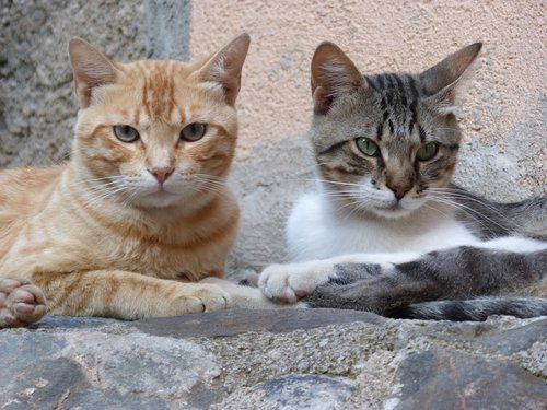 couple  cats  housecat