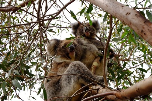 couple  koala  puppy