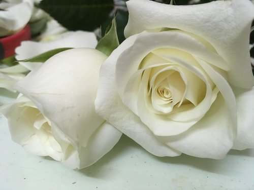 couple  white  flower