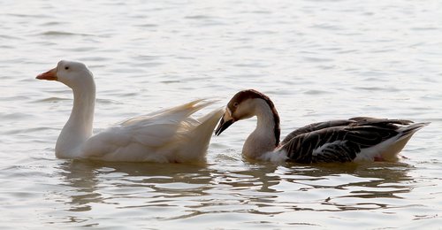 couple  swan  bird