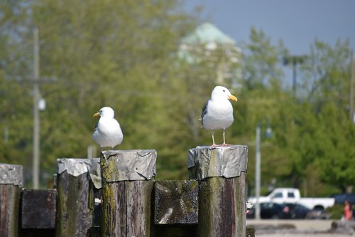 couple  birds  seagulls