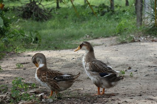 couple of ducks  green  grass