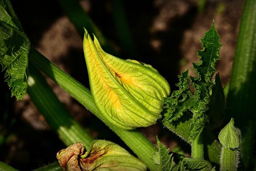 courgette flower  zucchini  vegetable