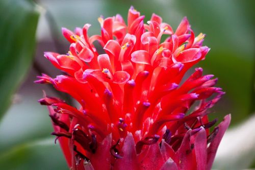 coussapoa villosa flower inflorescence