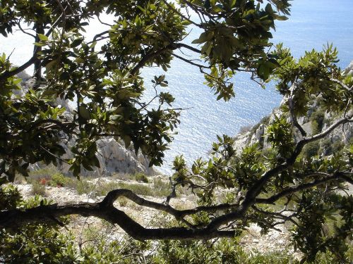 cove sea vegetation