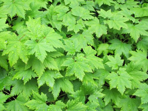 cover crops tiarella green