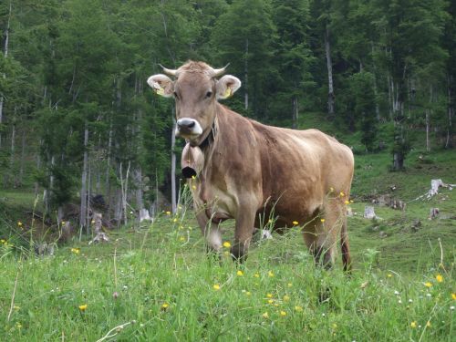 cow allgäu alp