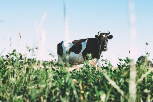 cow grass field