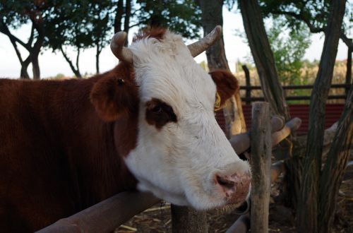 cow cattle farm