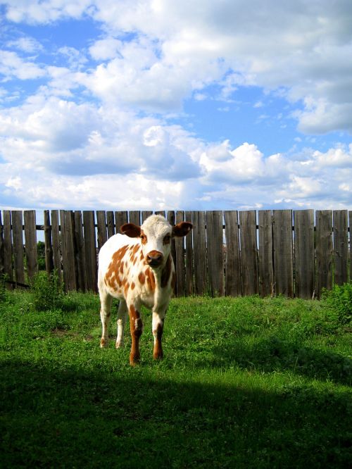 cow village farm