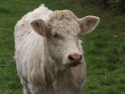 cow animal snout