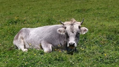 cow alpine pasture