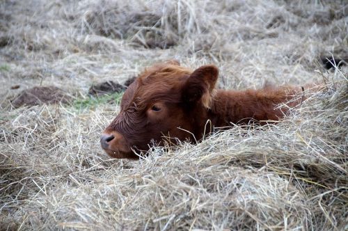 cow calf rest