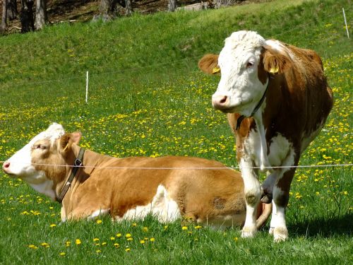 cow cows pasture