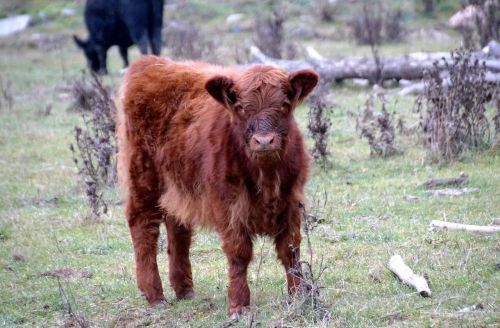 cow calf cub