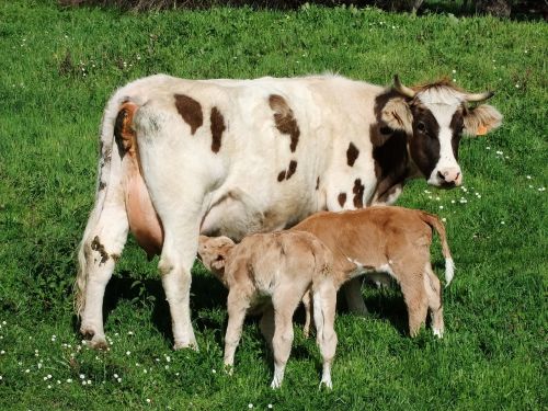 cow calves livestock