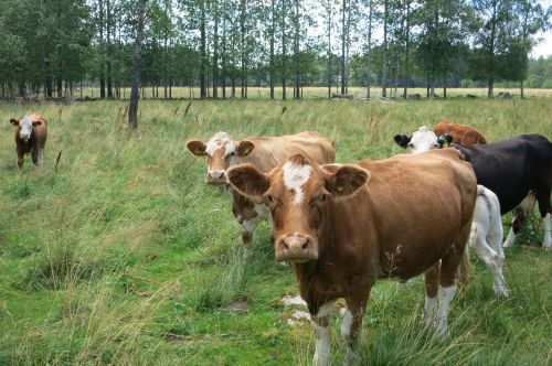 cow cows pasture