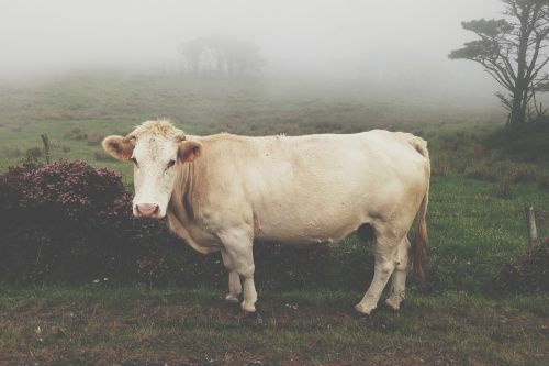 cow foggy rural