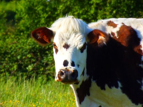 cow field cattle