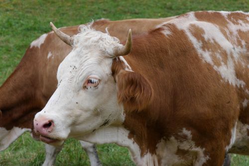 cow cattle agriculture