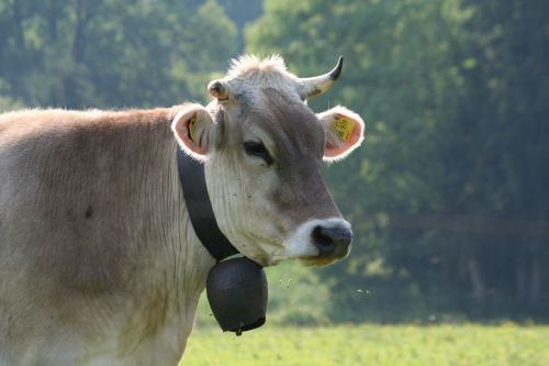 cow meadow animal