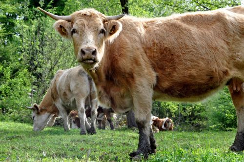 cow meadow grass