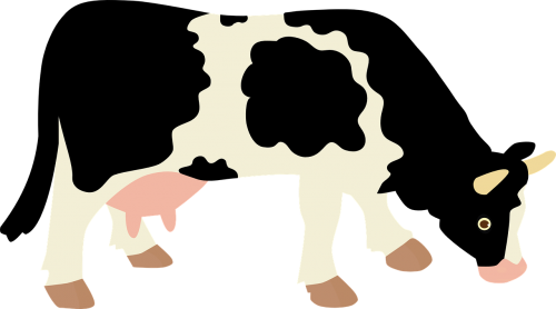 cow milk tur