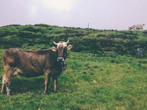cow heifer cowbell