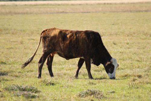 cow farm animal